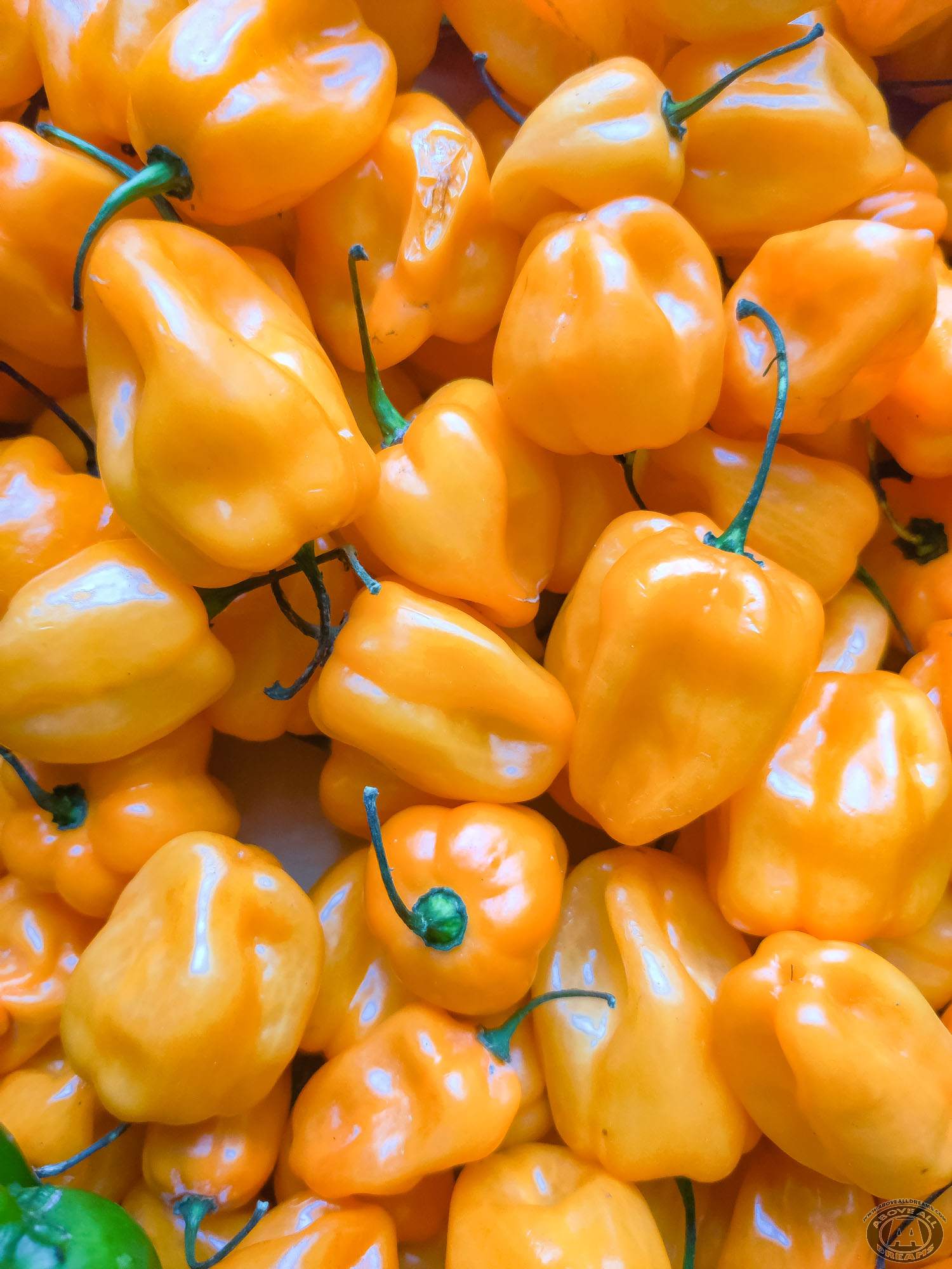 Habanero Peppers